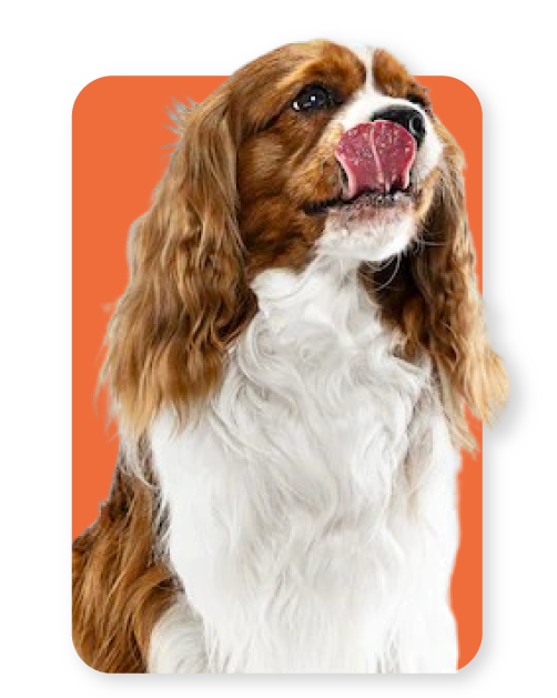 ORANG